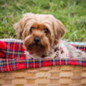 Meet your Posher, Lindsay